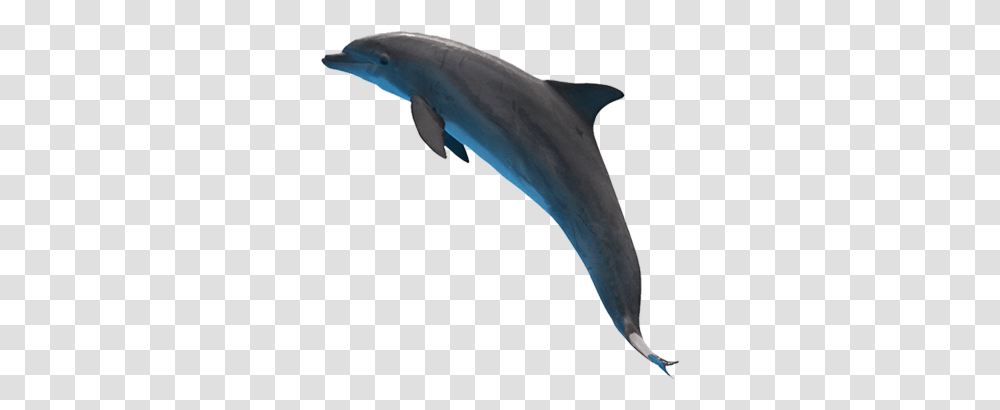 Dolphin 3 Image Dolphin With Invisible Background, Sea Life, Animal, Mammal, Shark Transparent Png