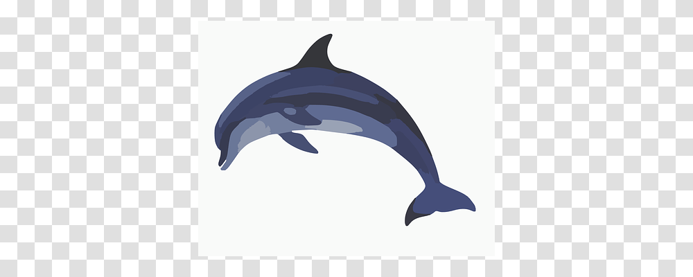 Dolphin Mammal, Sea Life, Animal, Axe Transparent Png