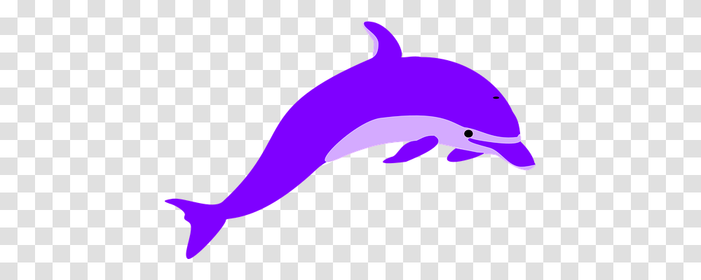 Dolphin Nature, Sea Life, Animal, Mammal Transparent Png