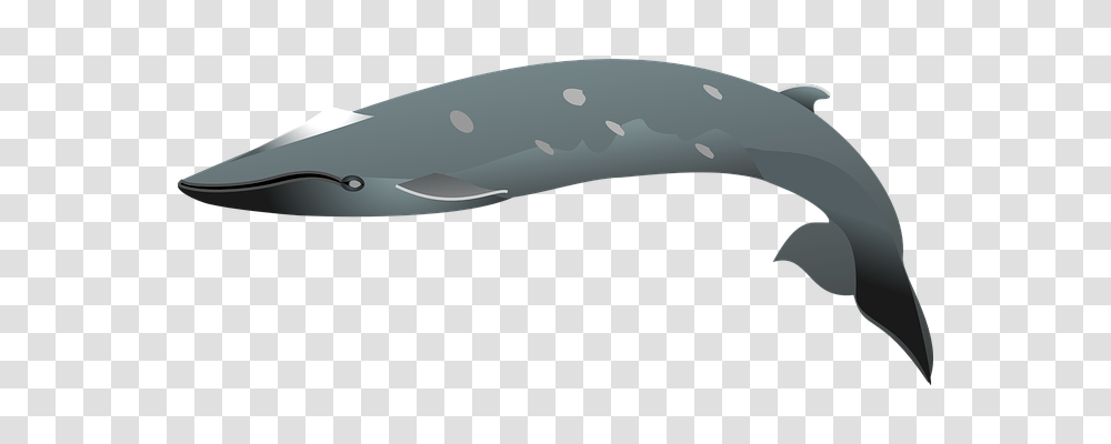 Dolphin Animals, Sea Life, Mammal, Whale Transparent Png