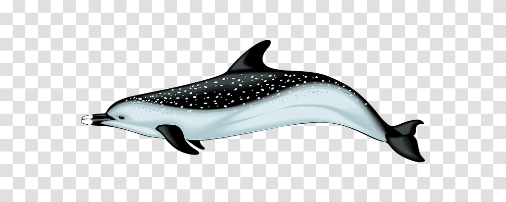 Dolphin Animals, Sea Life, Mammal, Airplane Transparent Png
