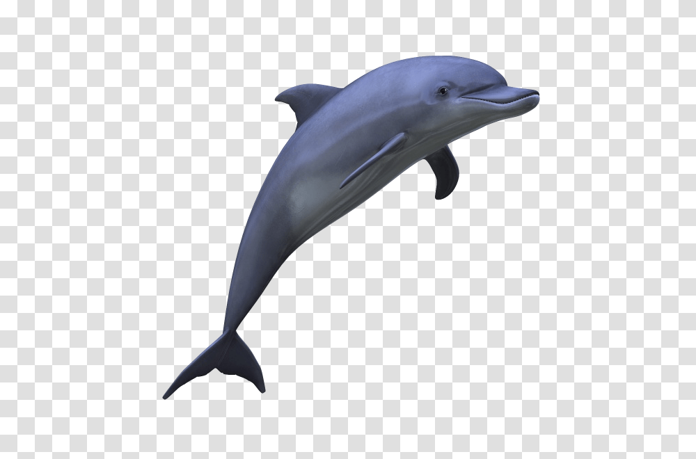 Dolphin, Animals, Axe, Tool, Sea Life Transparent Png
