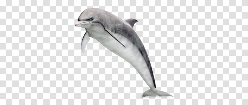Dolphin, Animals, Bird, Mammal, Sea Life Transparent Png