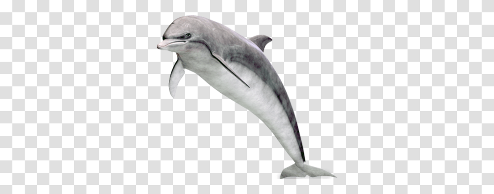 Dolphin, Animals, Bird, Mammal, Sea Life Transparent Png