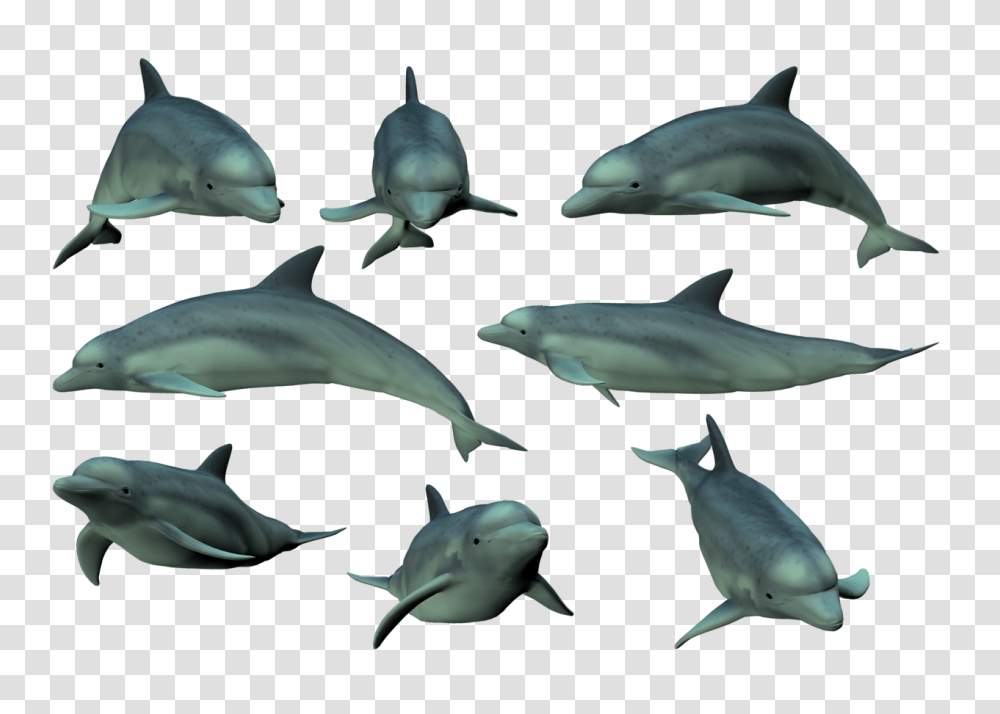 Dolphin, Animals, Bird, Sea Life, Fish Transparent Png