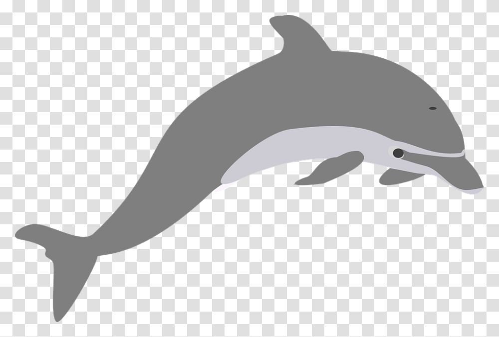 Dolphin, Animals, Mammal, Sea Life, Baseball Cap Transparent Png