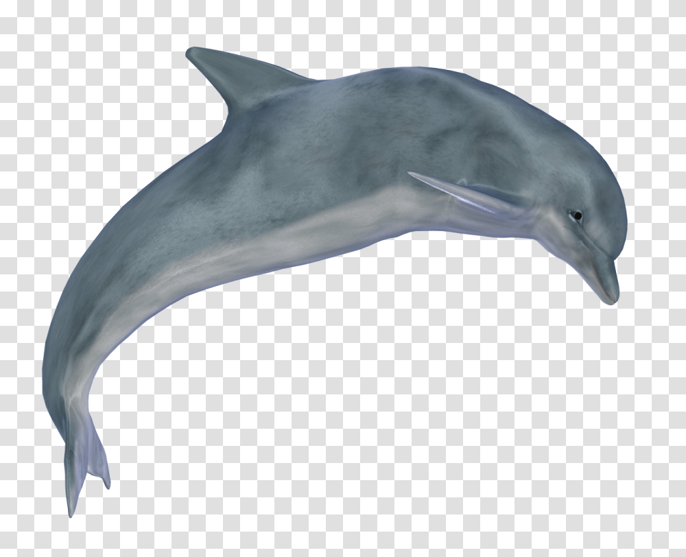 Dolphin, Animals, Mammal, Sea Life, Bird Transparent Png
