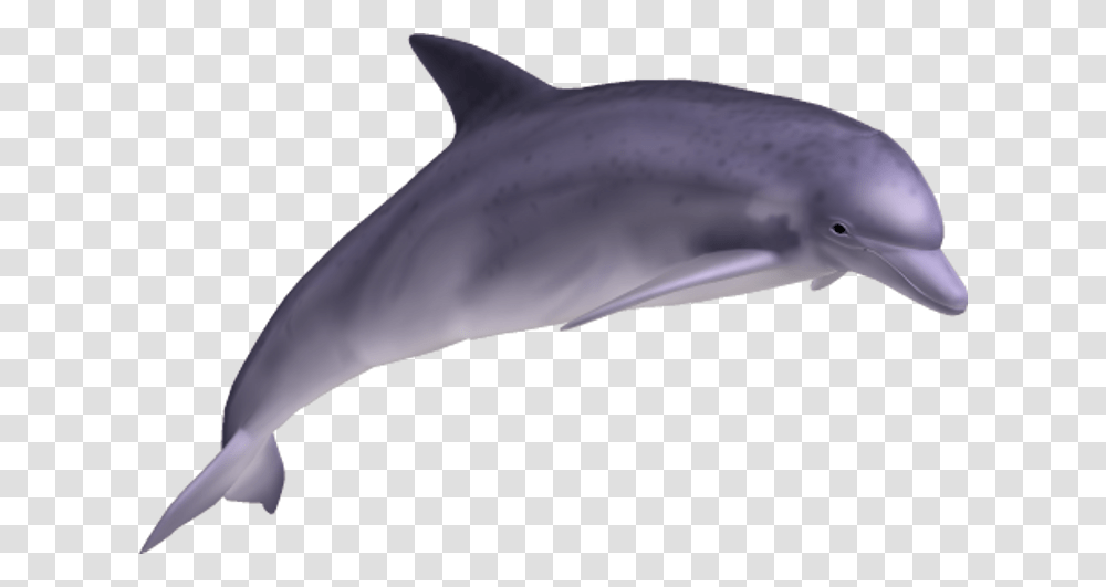 Dolphin, Animals, Mammal, Sea Life, Bird Transparent Png