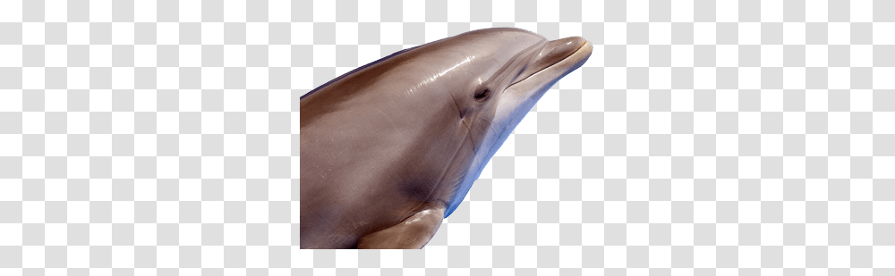 Dolphin, Animals, Mammal, Sea Life, Pig Transparent Png