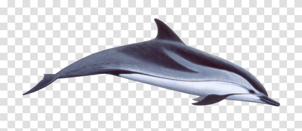 Dolphin, Animals, Mammal, Sea Life Transparent Png