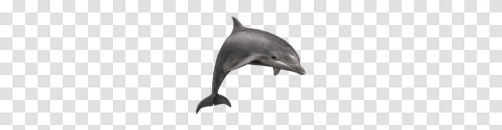 Dolphin, Animals, Mammal, Sea Life Transparent Png