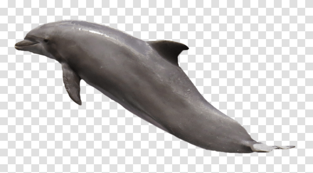 Dolphin, Animals, Person, Human, Sea Life Transparent Png