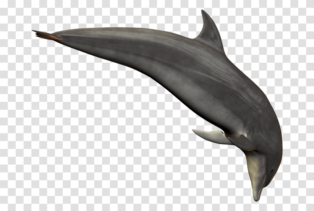 Dolphin, Animals, Sea Life, Mammal, Axe Transparent Png