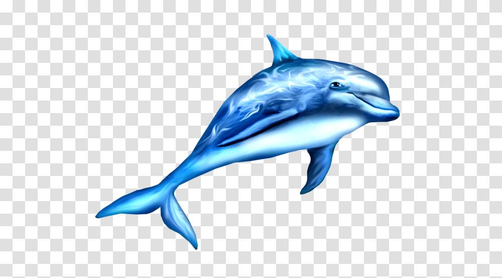 Dolphin, Animals, Sea Life, Mammal, Bird Transparent Png