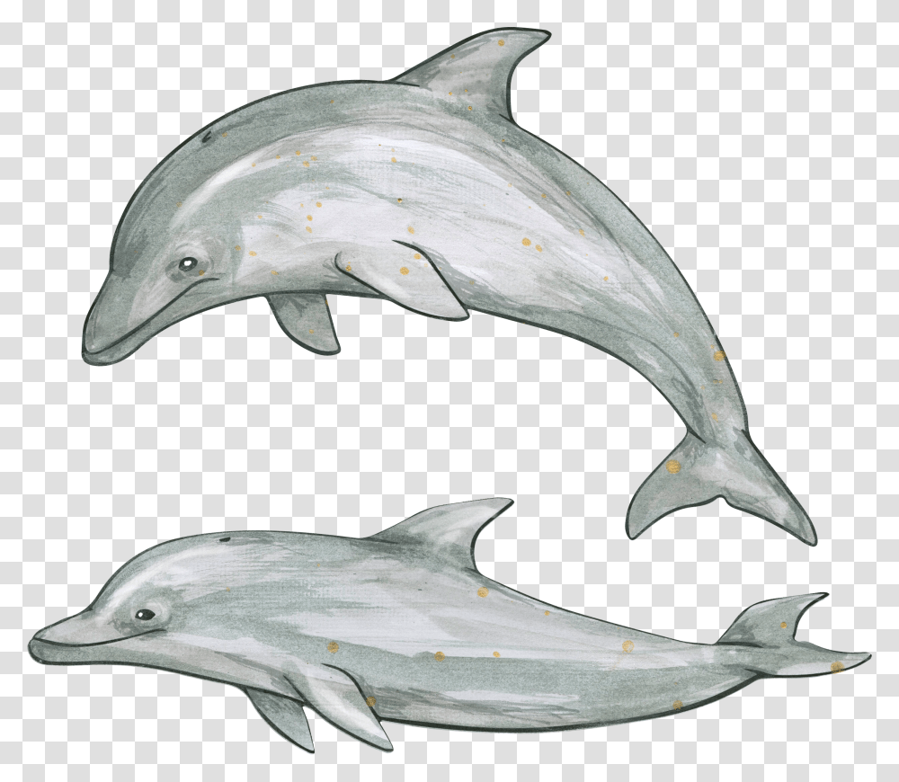 Dolphin, Animals, Sea Life, Mammal, Fish Transparent Png