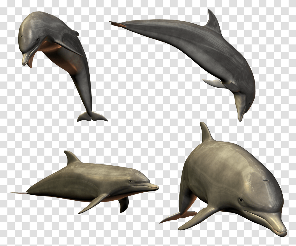 Dolphin, Animals, Sea Life, Mammal, Fish Transparent Png