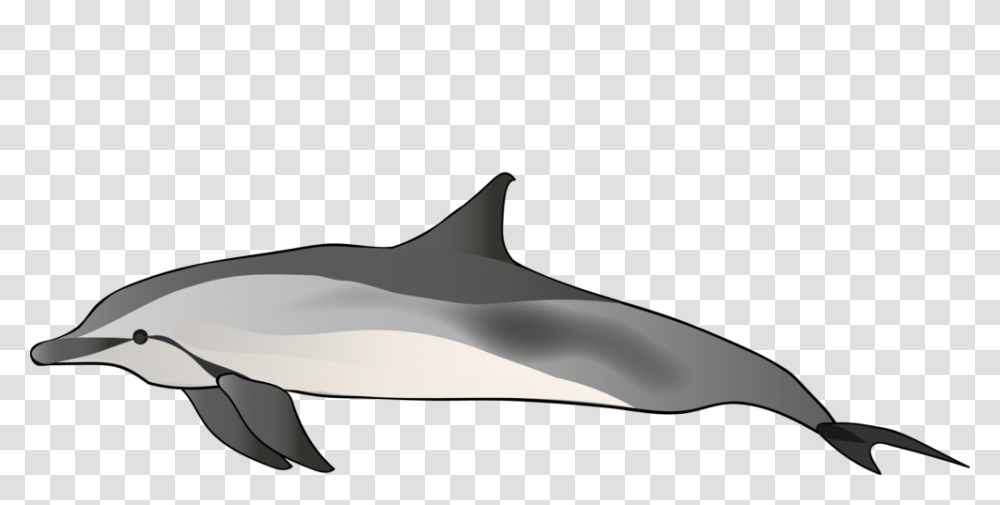 Dolphin, Animals, Sea Life, Mammal, Orca Transparent Png