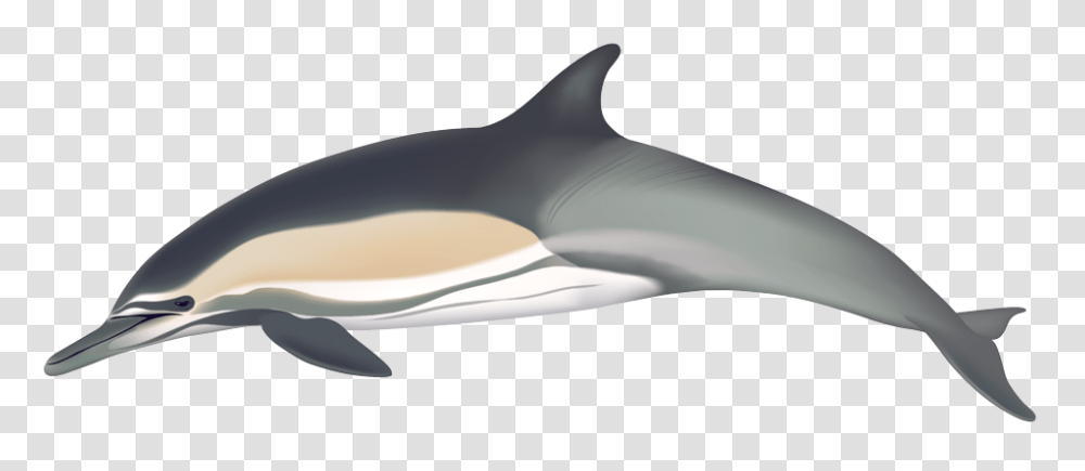 Dolphin, Animals, Sea Life, Mammal, Shark Transparent Png