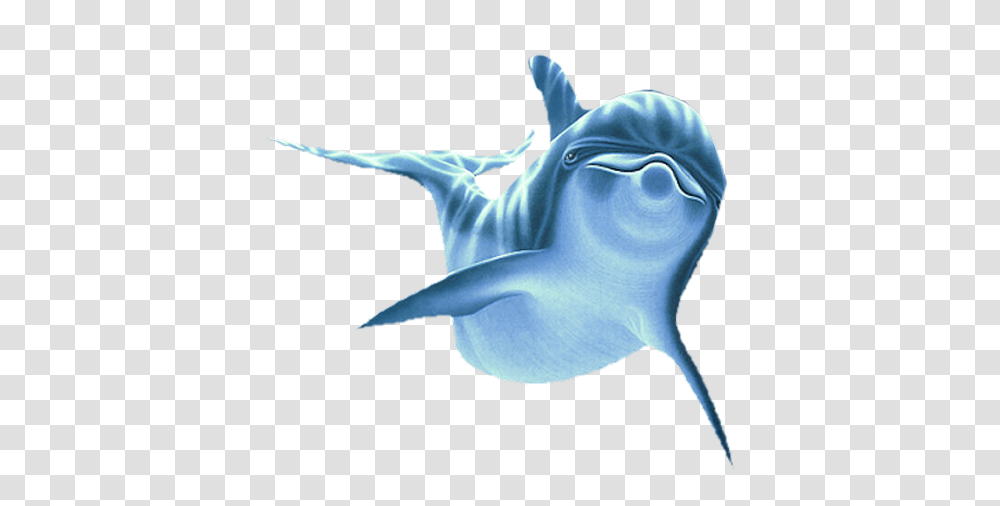 Dolphin, Animals, Sea Life, Mammal, Whale Transparent Png