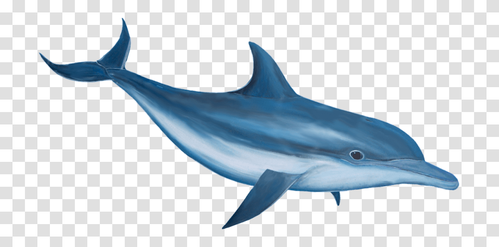Dolphin, Animals, Sea Life, Shark, Fish Transparent Png