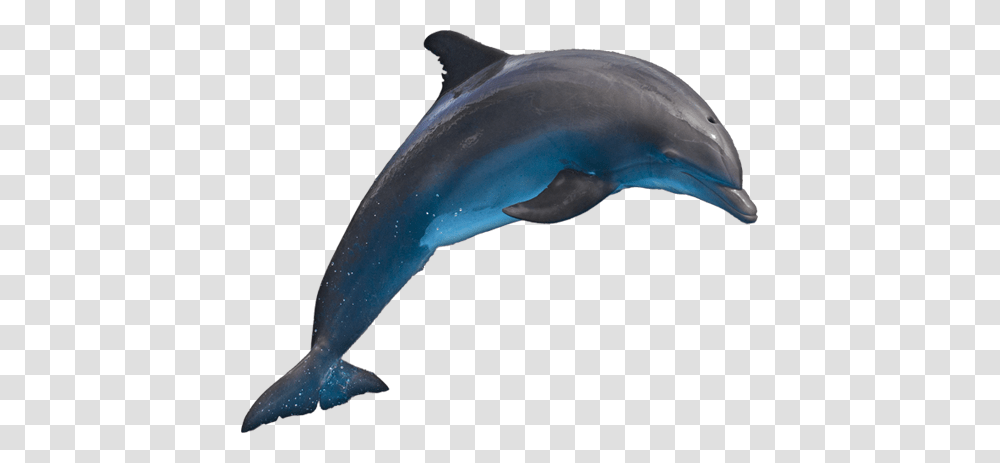 Dolphin, Animals, Shark, Sea Life, Fish Transparent Png