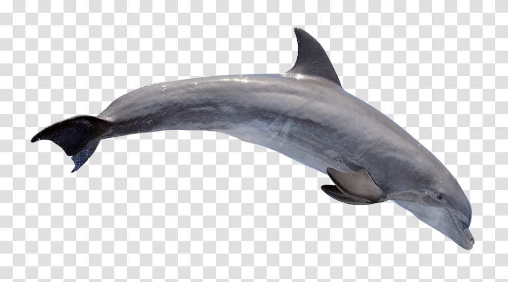 Dolphin, Animals, Shark, Sea Life, Fish Transparent Png