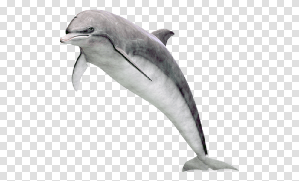 Dolphin, Bird, Animal, Mammal, Sea Life Transparent Png