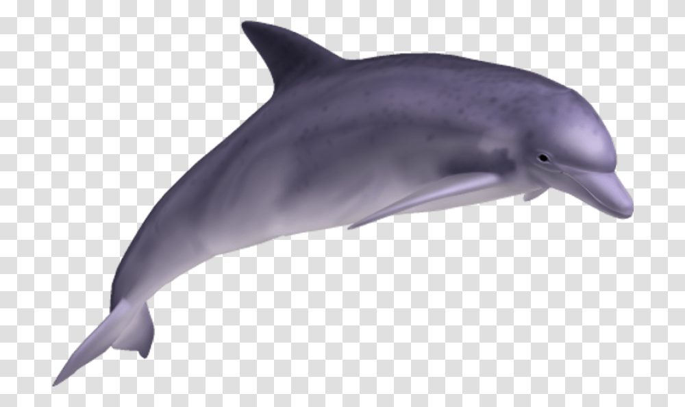 Dolphin, Bird, Animal, Sea Life, Mammal Transparent Png