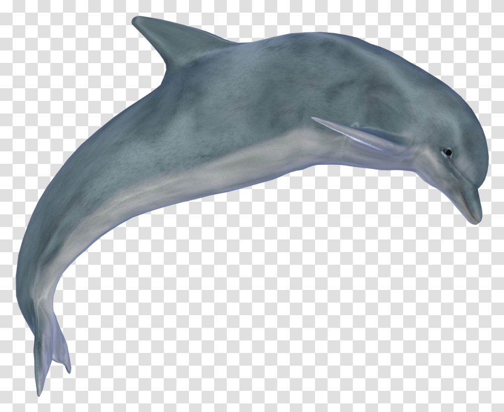 Dolphin, Bird, Animal, Sea Life, Mammal Transparent Png