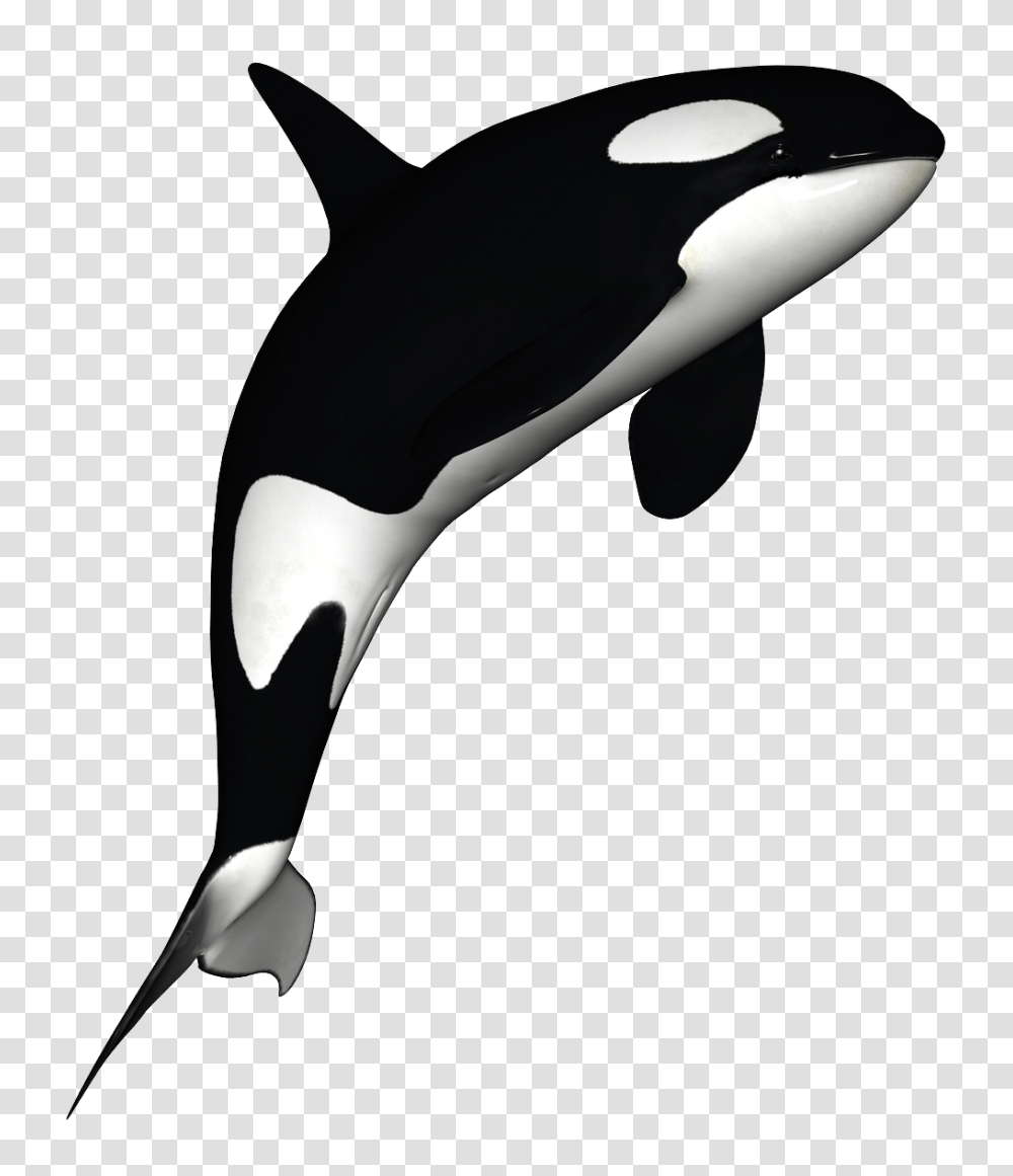 Dolphin Clip Art Images Black, Animal, Orca, Mammal, Sea Life Transparent Png