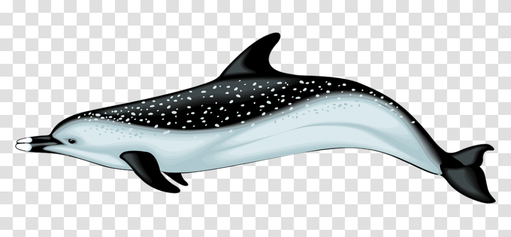 Dolphin Clip Art, Sea Life, Animal, Mammal, Airplane Transparent Png