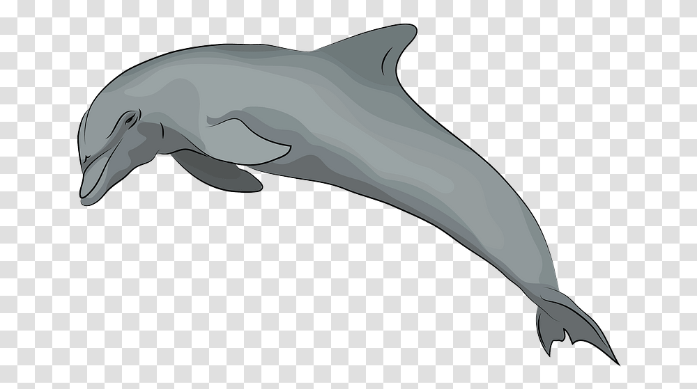 Dolphin Clipart Common Bottlenose Dolphin, Mammal, Animal, Sea Life, Whale Transparent Png