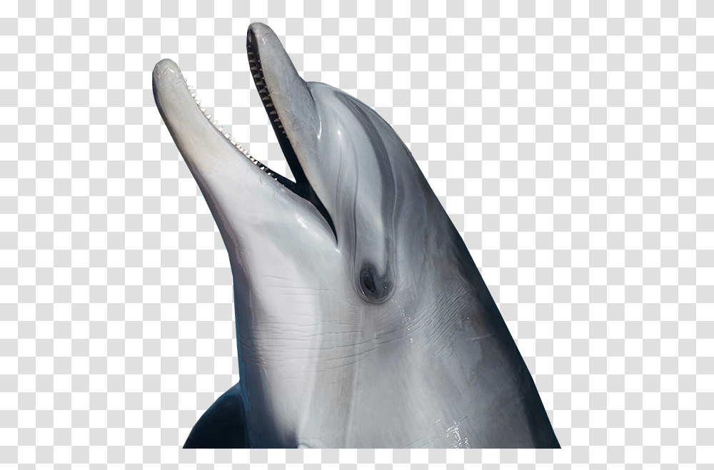 Dolphin Common Bottlenose Dolphin, Mammal, Sea Life, Animal, Bird Transparent Png