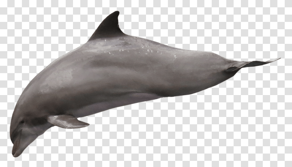 Dolphin Diving Delfin, Sea Life, Animal, Shark, Fish Transparent Png