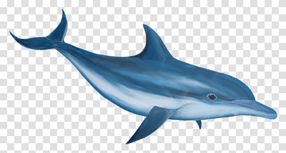 Dolphin Dolphin Fish Image, Sea Life, Animal, Shark, Mammal Transparent Png