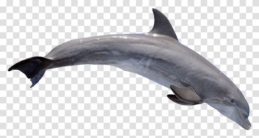 Dolphin Dolphin, Shark, Sea Life, Fish, Animal Transparent Png
