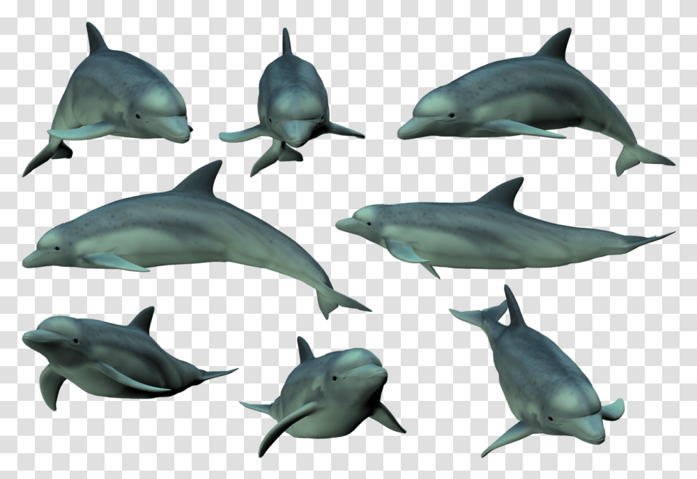 Dolphin Dolphin Tricks Hd, Sea Life, Animal, Bird, Mammal Transparent Png