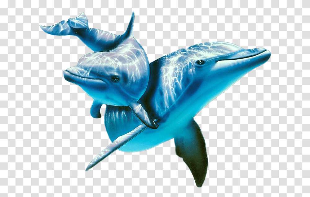 Dolphin Dolphin Underwater, Mammal, Sea Life, Animal, Shark Transparent Png