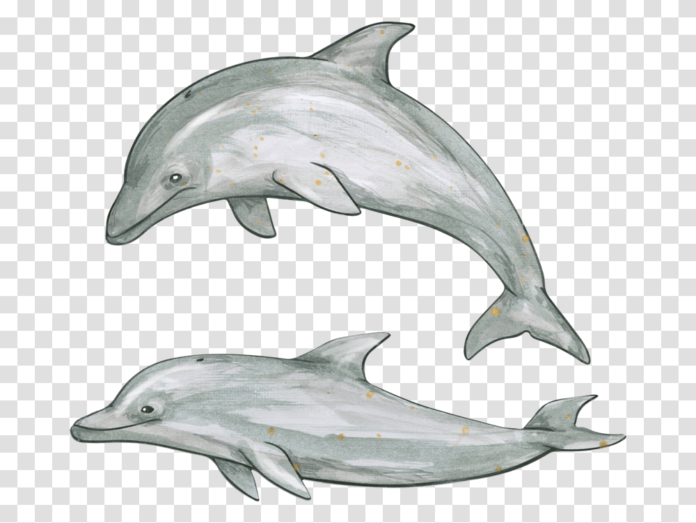 Dolphin Download Image With Background, Sea Life, Animal, Mammal, Bird Transparent Png