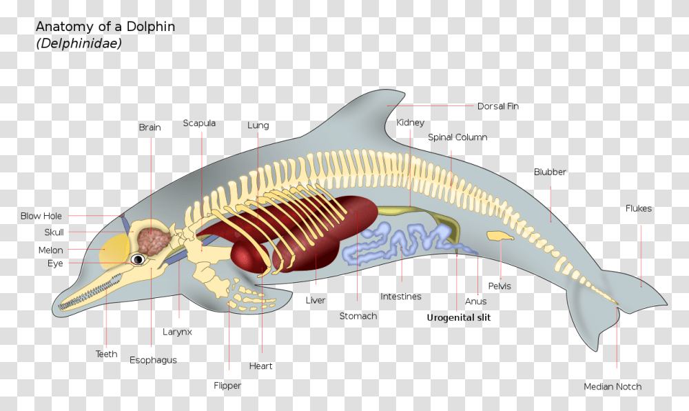 Dolphin Features, Animal, Sea Life, Shark, Fish Transparent Png