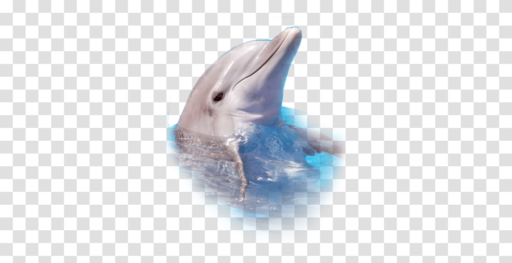 Dolphin Fish Clipart Free Sea Animals Real Life, Mammal, Sea Life Transparent Png