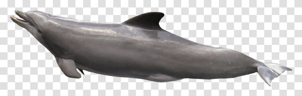 Dolphin Fish, Mammal, Animal, Shark, Sea Life Transparent Png