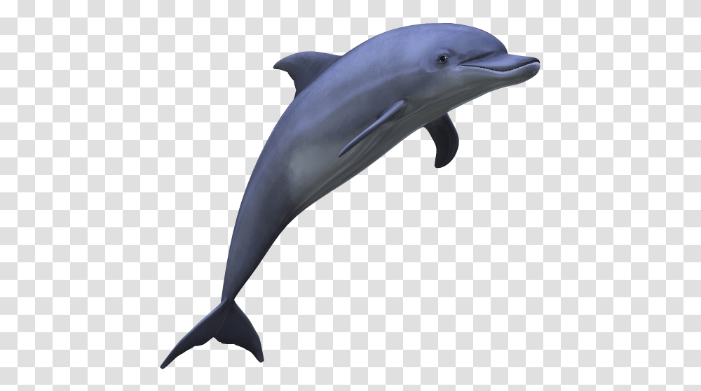 Dolphin Free Image Dolphin, Bird, Animal, Mammal, Sea Life Transparent Png