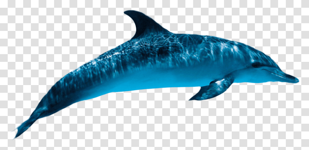 Dolphin Free Images Dolphin, Mammal, Sea Life, Animal, Fish Transparent Png