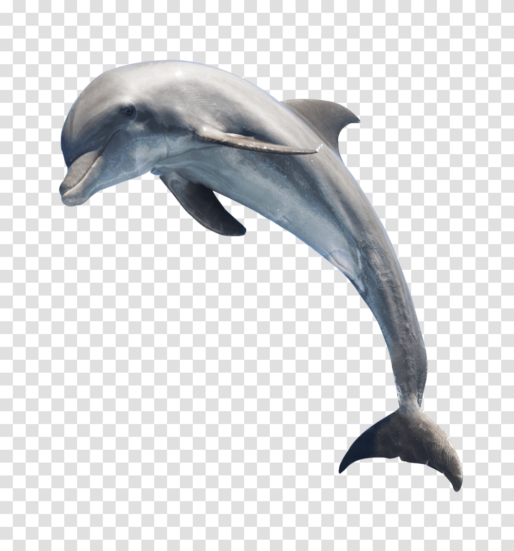 Dolphin Free Images Only, Mammal, Sea Life, Animal, Bird Transparent Png