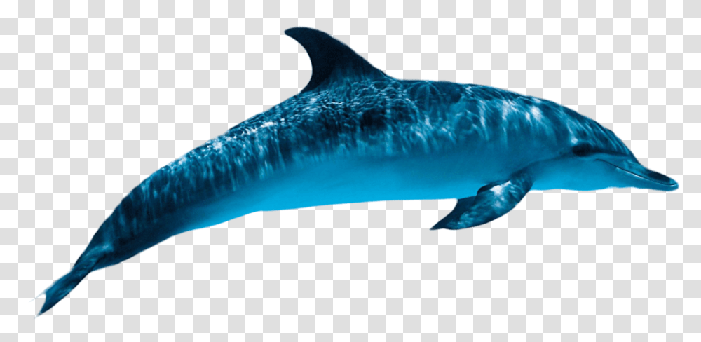Dolphin Free Images Only, Mammal, Sea Life, Animal Transparent Png