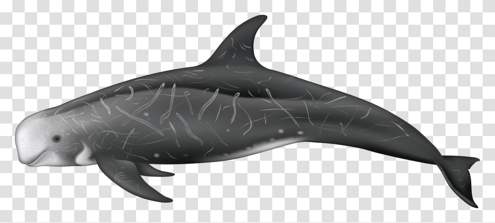 Dolphin Grampus Griseus, Sea Life, Animal, Mammal, Shark Transparent Png