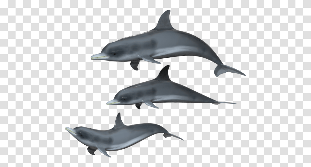 Dolphin Group Background, Mammal, Sea Life, Animal, Shark Transparent Png