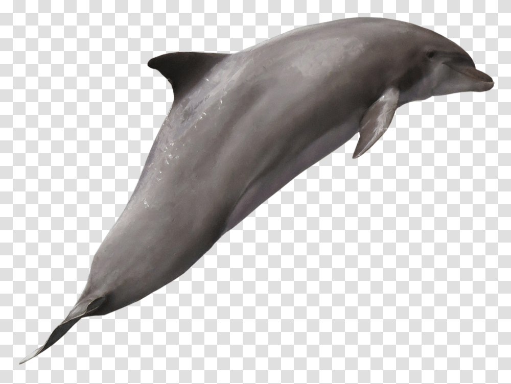 Dolphin Image Bottle Nose Dolphin White Background, Mammal, Sea Life, Animal, Bird Transparent Png