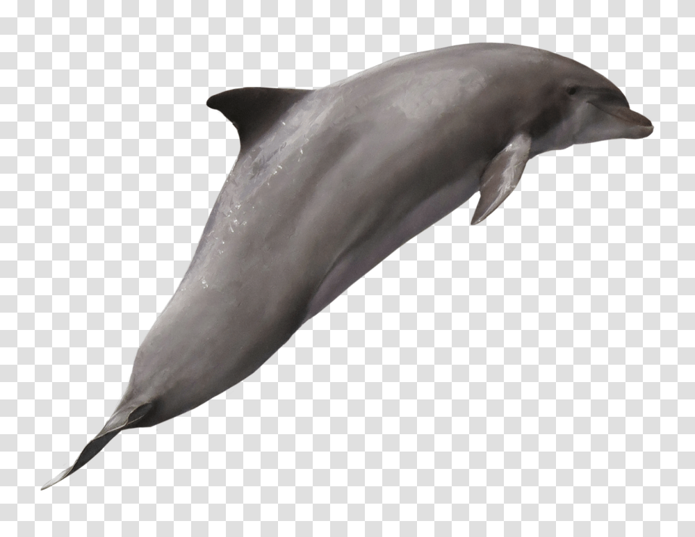 Dolphin Image Common Bottlenose Dolphin, Mammal, Sea Life, Animal, Bird Transparent Png